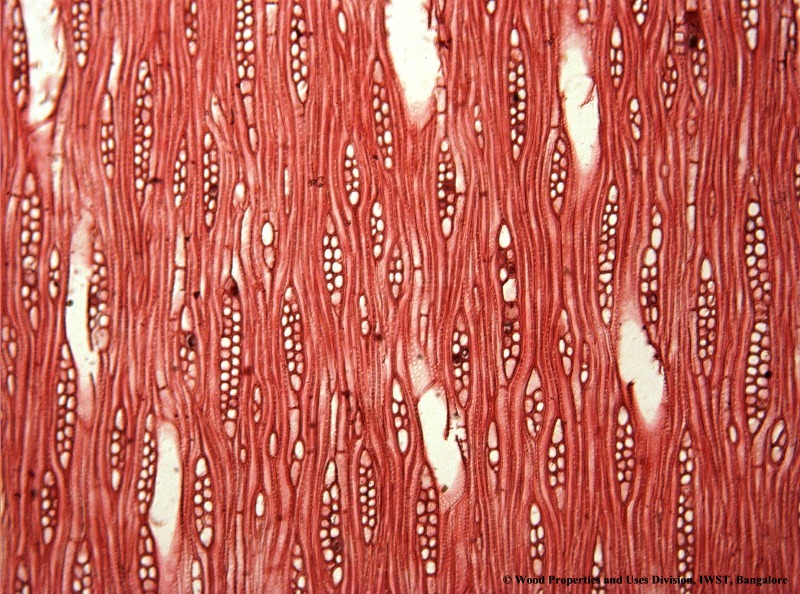 Sandalwood Information System